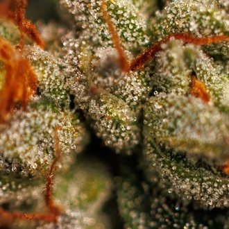 Velvet Mist (Paradise Seeds) Féminisée