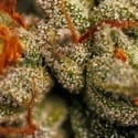 Velvet Mist (Paradise Seeds) Féminisée