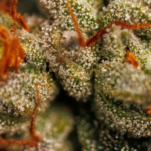 Velvet Mist (Paradise Seeds) Féminisée