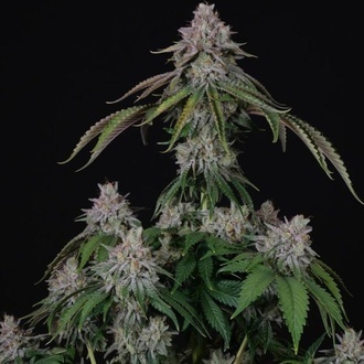 Velvet Mist (Paradise Seeds) Féminisée