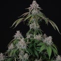 Velvet Mist (Paradise Seeds) Féminisée