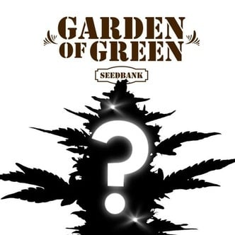 Graine Myst&egrave;re CBD 1 (Garden of Green)