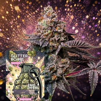Glitter Bomb Auto (Zamnesia Seeds) F&eacute;minis&eacute;e