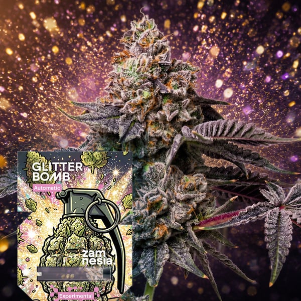 Glitter Bomb Auto (Zamnesia Seeds) Féminisée