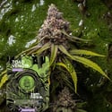 Toad Venom Auto (Zamnesia Seeds) Féminisée