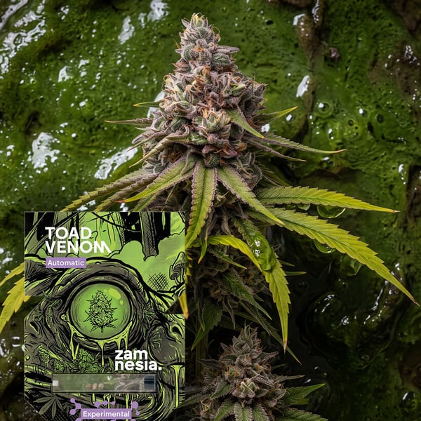 Toad Venom Auto (Zamnesia Seeds) Féminisée
