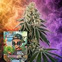 Cap Junky Auto (Zamnesia Seeds) Féminisée