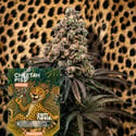 Cheetah Piss Auto (Zamnesia Seeds) Féminisée