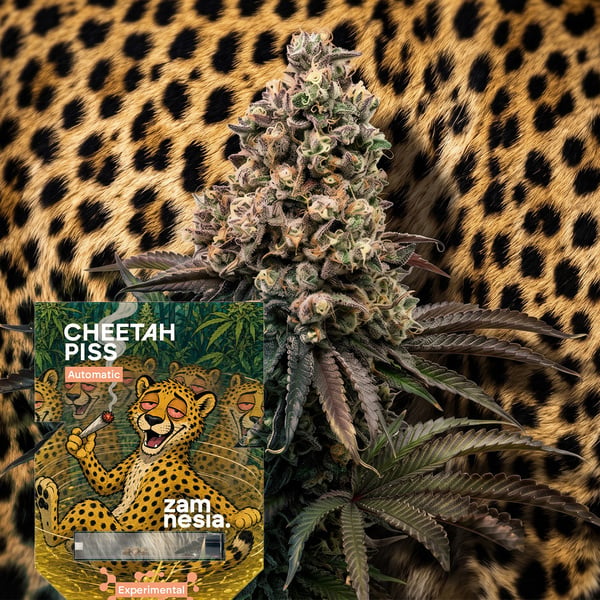 Cheetah Piss Auto (Zamnesia Seeds) Féminisée