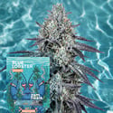 Blue Lobster Auto (Zamnesia Seeds) Féminisée