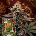 Khalifa Kush Auto (Zamnesia Seeds) Féminisée