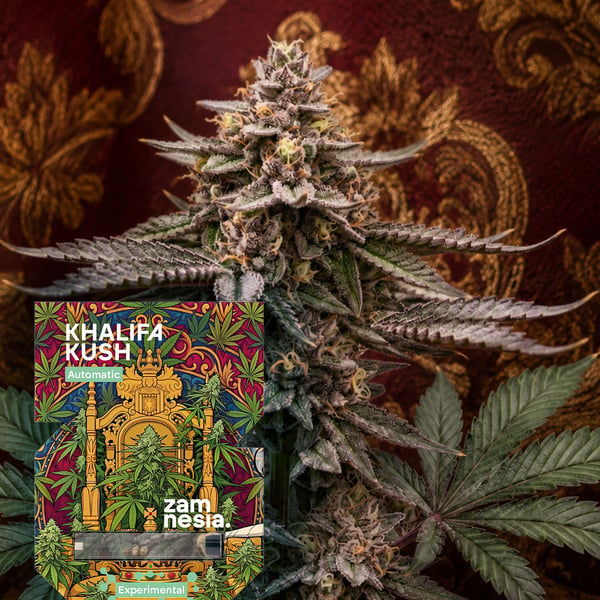 Khalifa Kush Auto (Zamnesia Seeds) Féminisée