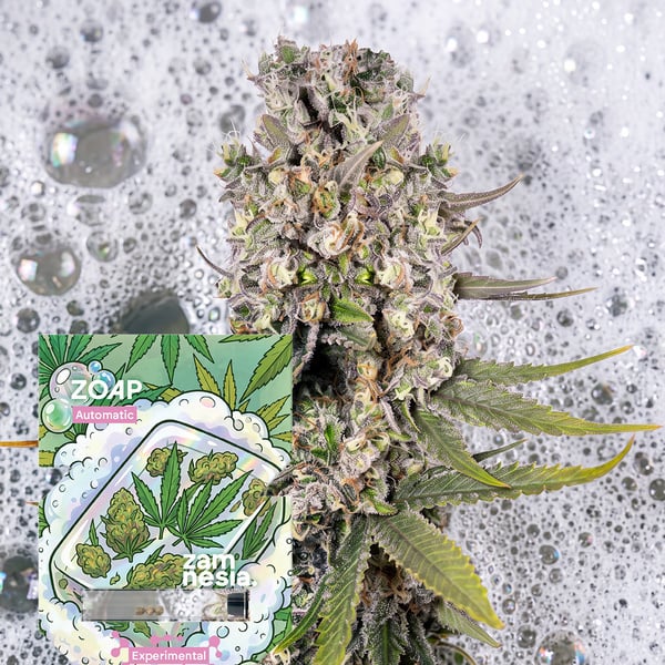 Zoap Auto (Zamnesia Seeds) Féminisée