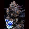 Free Blueberry Nation (Anesia Seeds) Féminisée