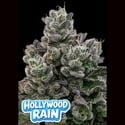 Hollywood Rain (Anesia Seeds) Féminisée