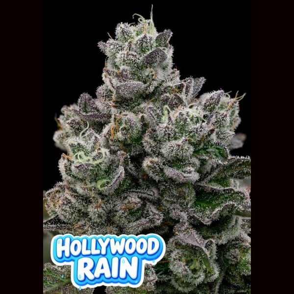 Hollywood Rain (Anesia Seeds) Féminisée