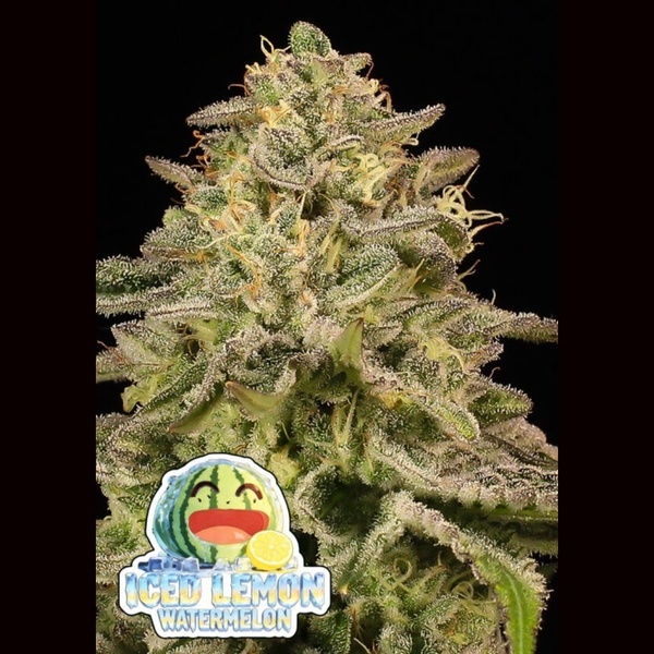 Iced Lemon Watermelon (Anesia Seeds) Féminisée