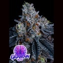 Giga Brain Auto (Anesia Seeds) Féminisée