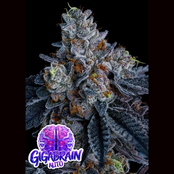Giga Brain Auto (Anesia Seeds) Féminisée