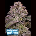 Hollywood Rain Auto (Anesia Seeds) Féminisée