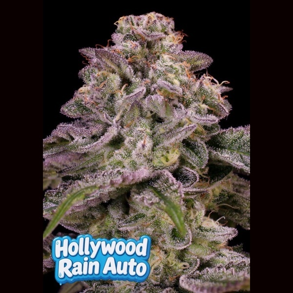 Hollywood Rain Auto (Anesia Seeds) Féminisée