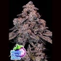 Mangosteen Glitch Auto (Anesia Seeds) Féminisée