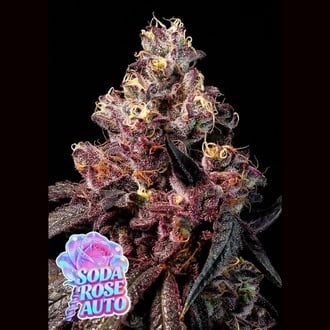Soda Rose Auto (Anesia Seeds) F&eacute;minis&eacute;es