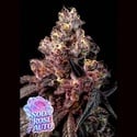 Soda Rose Auto (Anesia Seeds) Féminisées