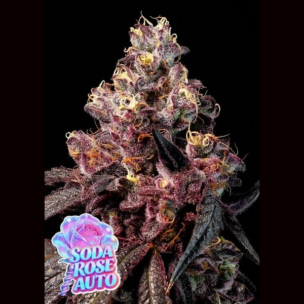 Soda Rose Auto (Anesia Seeds) Féminisées