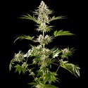 Melonade-K (Kannabia) féminisée