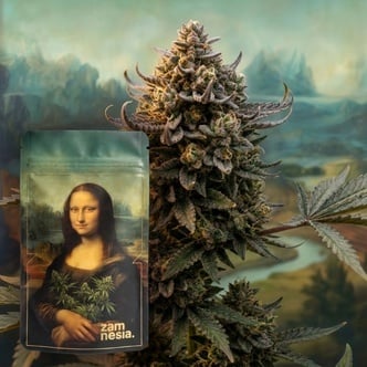 Lisa's Secret (Zamnesia Seeds) F&eacute;minis&eacute;e