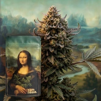 Lisa's Secret (Zamnesia Seeds) F&eacute;minis&eacute;e