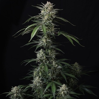 Banana Guava Auto (Fast Buds) Féminisée