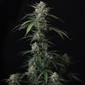 Banana Guava Auto (Fast Buds) Féminisée