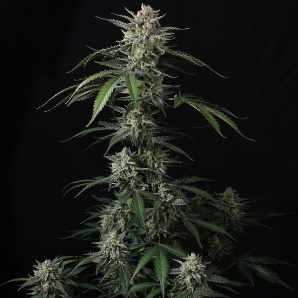 Banana Guava Auto (Fast Buds) Féminisée