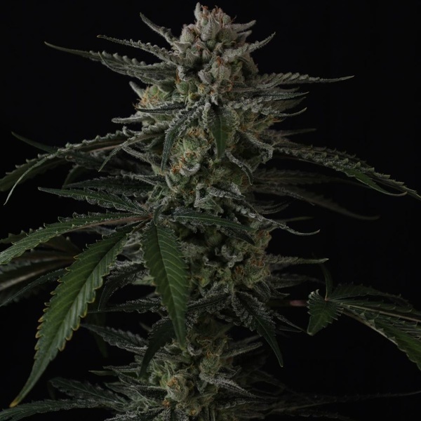 Banana Guava Auto (Fast Buds) Féminisée
