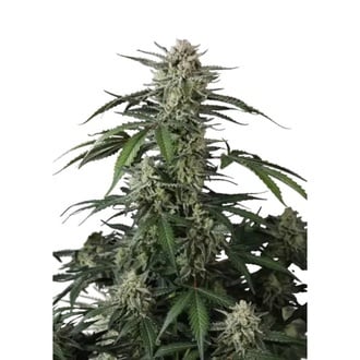 Banana Guava Auto (Fast Buds) F&eacute;minis&eacute;e