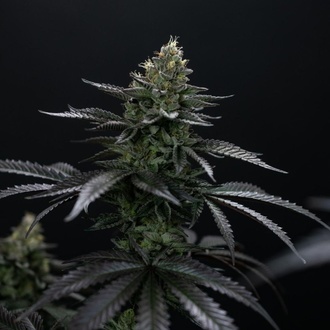 Biscotti Gelato (Fast Buds) Féminisée