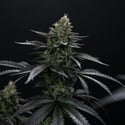 Biscotti Gelato (Fast Buds) Féminisée