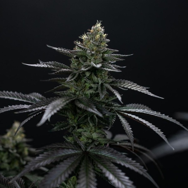 Biscotti Gelato (Fast Buds) Féminisée