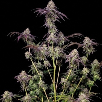 Biscotti Gelato (Fast Buds) Féminisée