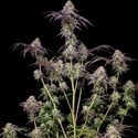 Biscotti Gelato (Fast Buds) Féminisée