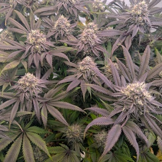 Biscotti Gelato (Fast Buds) Féminisée