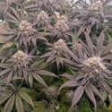Biscotti Gelato (Fast Buds) Féminisée