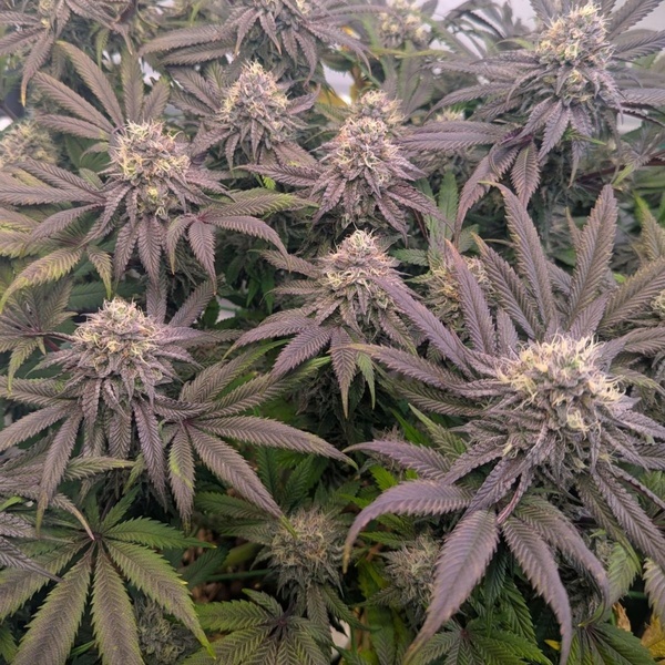 Biscotti Gelato (Fast Buds) Féminisée