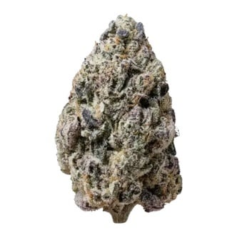 Biscotti Gelato (FastBuds) feminized