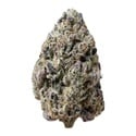 Biscotti Gelato (Fast Buds) Féminisée