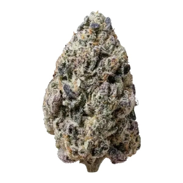 Biscotti Gelato (Fast Buds) Féminisée