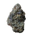 Gary Sherbet (Fast Buds) Féminisée