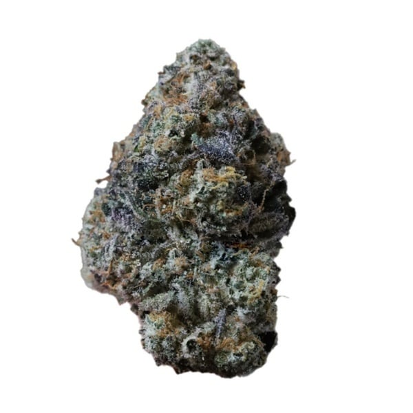 Gary Sherbet (Fast Buds) Féminisée